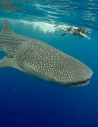 snorkeling with whale shark