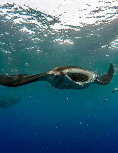 mantas at whale shark point snorkeling whale shark Whale Shark encounter cancun