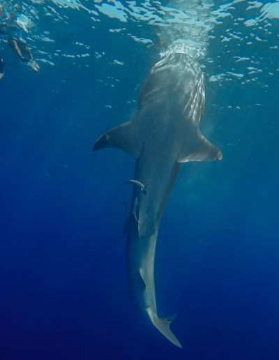 snorkeling whale shark Whale Shark encounter