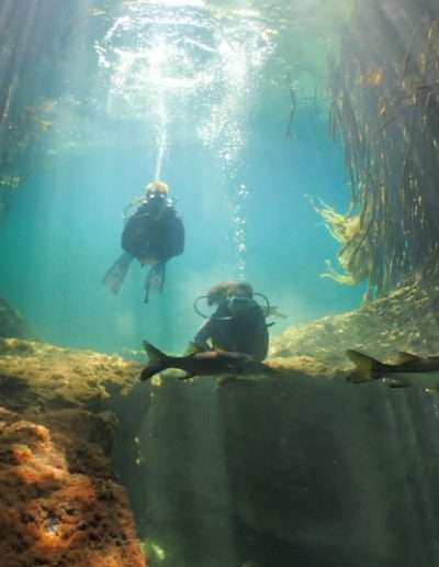 bautizmo de buceo Dive Center in Playa del Carmen