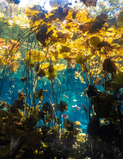 cenote mexico car wash cenote diving cavern dive