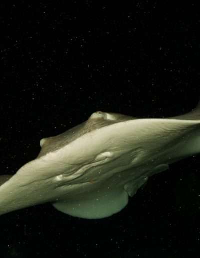 stingray, nigth dive