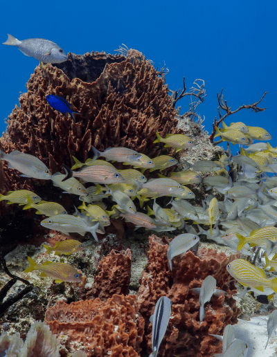 Playa del Carmen reef fishes discover scuba diving program