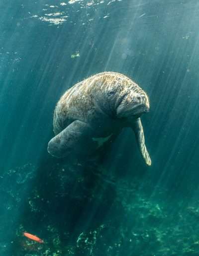 manatee