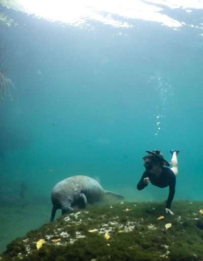 Encounter with manatees snorkeling riviera maya