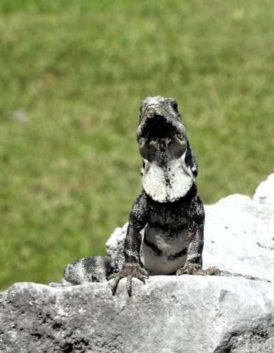 iguana