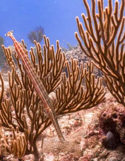 buceo en playa del carmen diving in playa reef playa del carmen trumpet fish