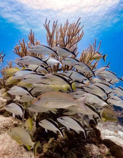 caribean reeef coral reef snaper fish peces pargo