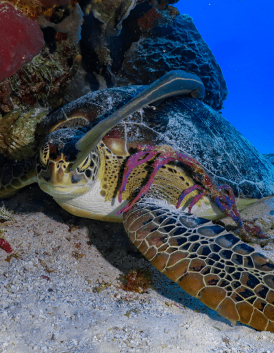 dive in playa del carmen, mayan reef, playa del carmen scuba diving