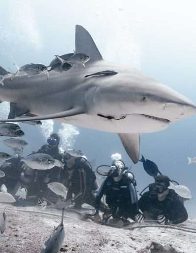 bull shark sighting