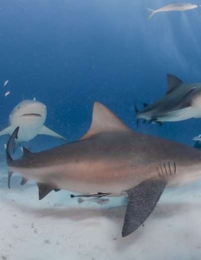 deep dive bull sharks